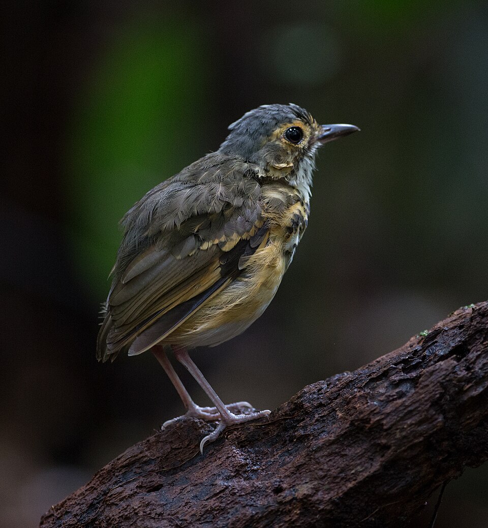 点击放大 斑蚁鸫(Hylopezus macularius)