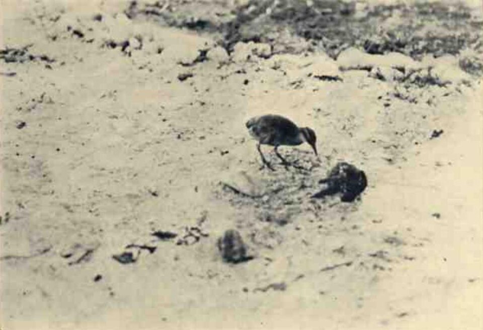点击放大 威克岛秧鸡(Hypotaenidia wakensis)