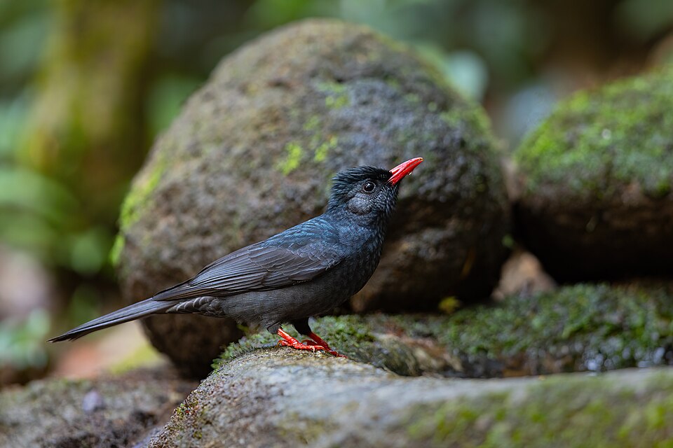 点击放大 黑短脚鹎(Hypsipetes leucocephalus)
