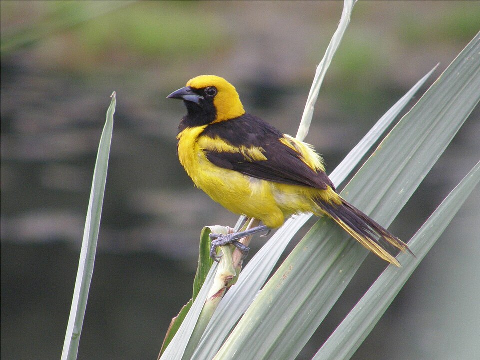 点击放大 黄尾拟鹂(Icterus mesomelas)
