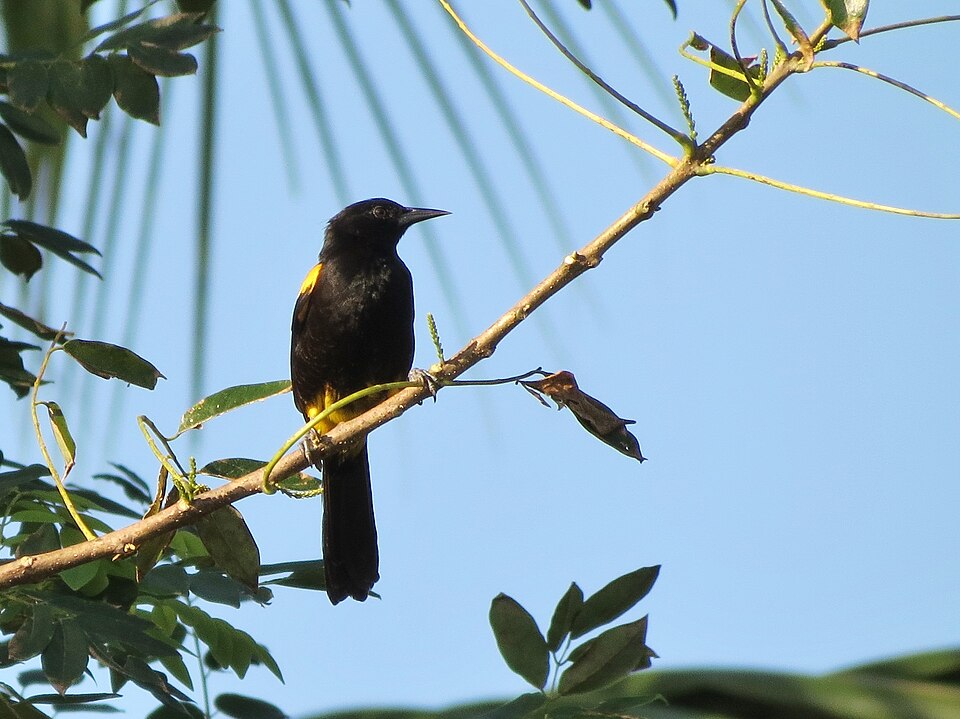 点击放大 波多黎各拟鹂(Icterus portoricensis)