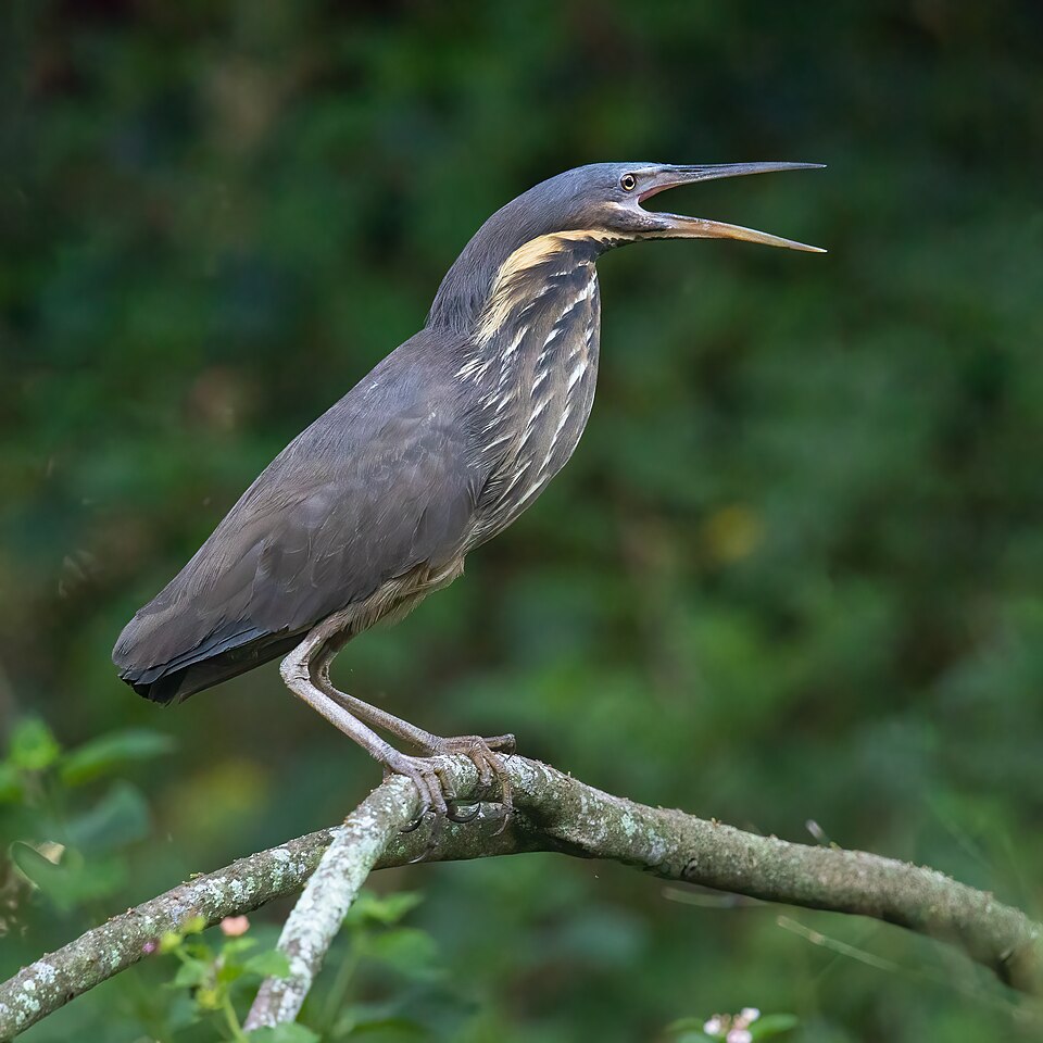 点击放大 黑鳽(Ixobrychus flavicollis)