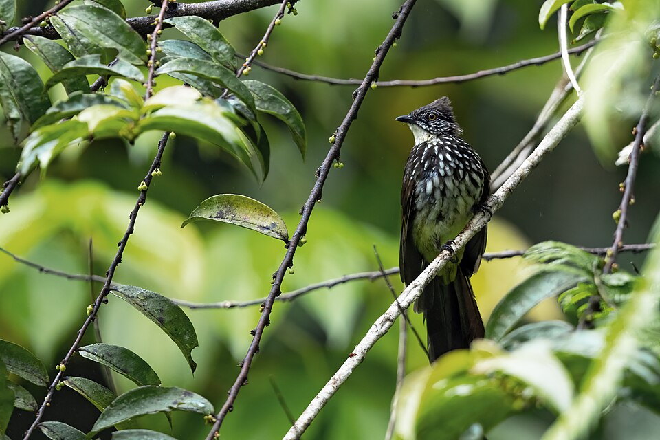点击放大 条纹鹎(Ixos leucogrammicus)
