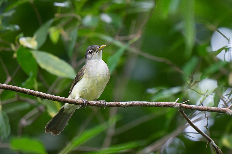 点击放大 尼科巴短脚鹎(Ixos nicobariensis)