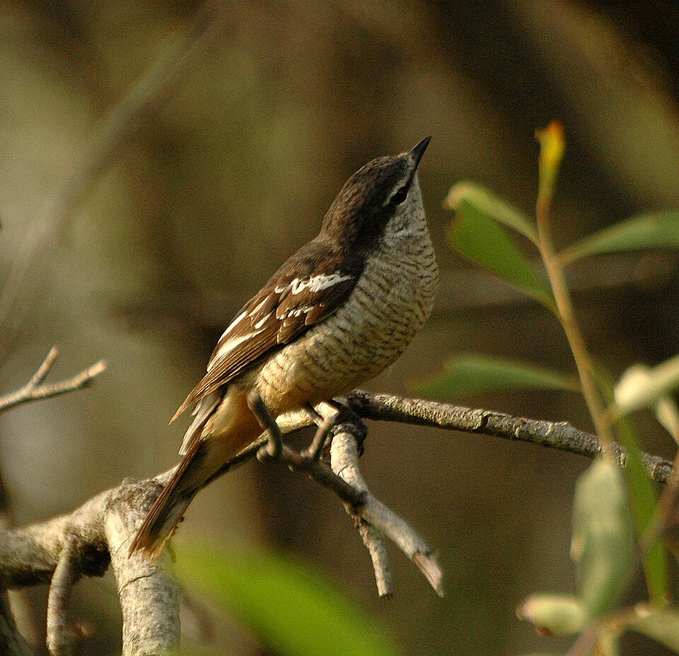 点击放大 杂色鸣鹃鵙(Lalage leucomela)