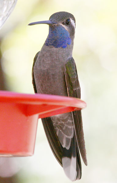 点击放大 蓝喉宝石蜂鸟(Lampornis clemenciae)