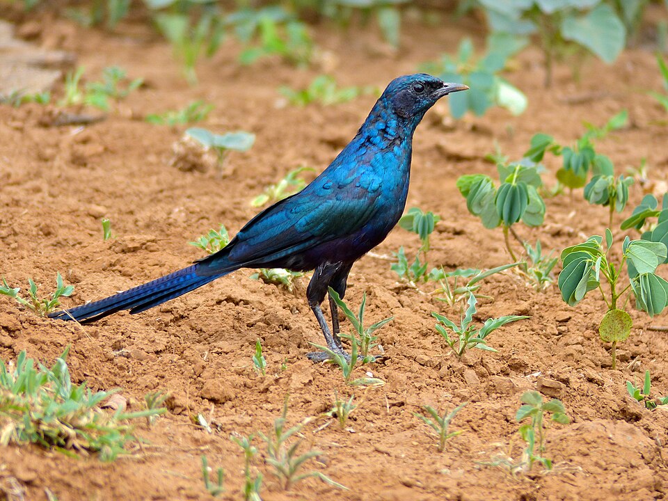 点击放大 米氏辉椋鸟(Lamprotornis mevesii)