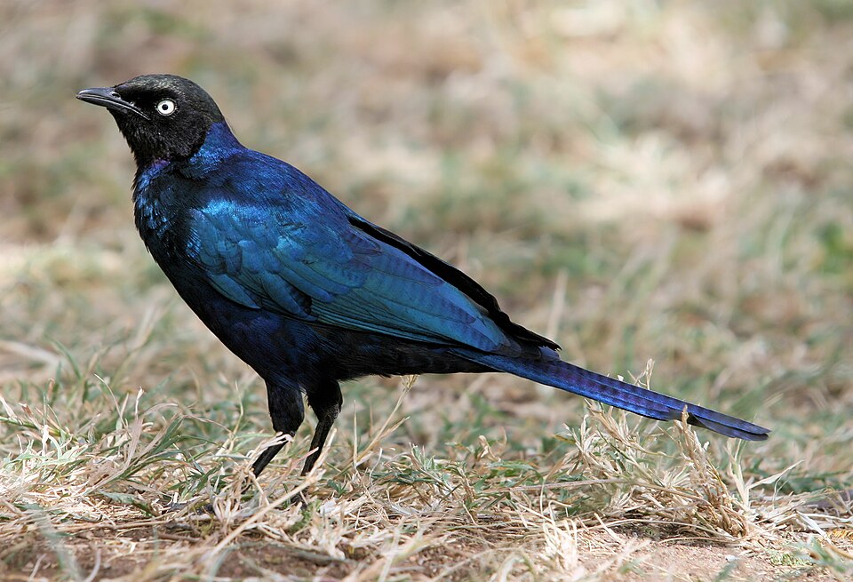 点击放大 卢氏丽椋鸟(Lamprotornis purpuroptera)