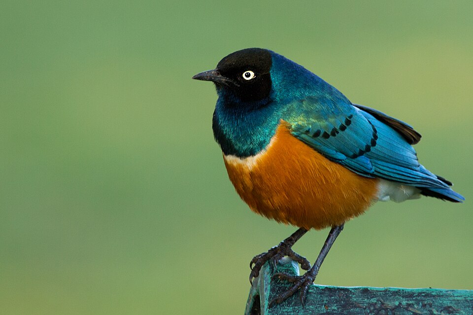 点击放大 栗头丽椋鸟(Lamprotornis superbus)