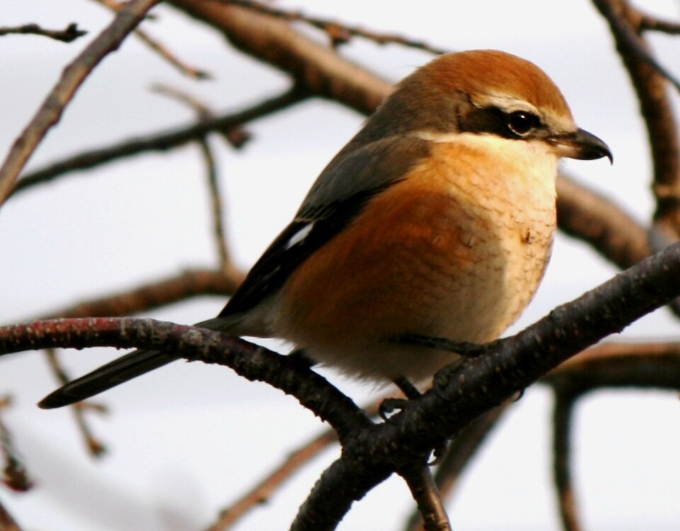点击放大 牛头伯劳(Lanius bucephalus)