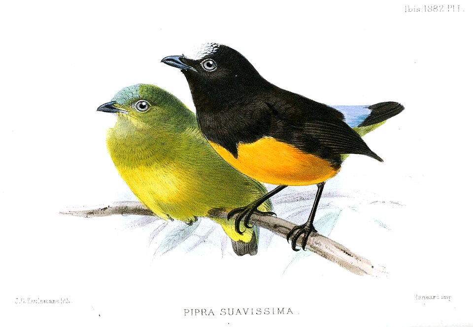 点击放大 特普伊娇鹟(Lepidothrix suavissima)