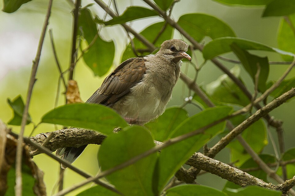 点击放大 苍棕翅鸠(Leptotila pallida)