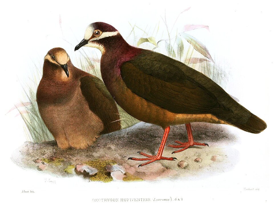 点击放大 绿背鹑鸠(Leptotrygon veraguensis)