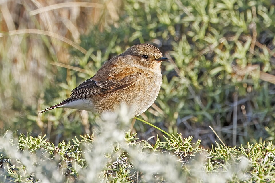 点击放大 棕背小霸鹟(Lessonia rufa)