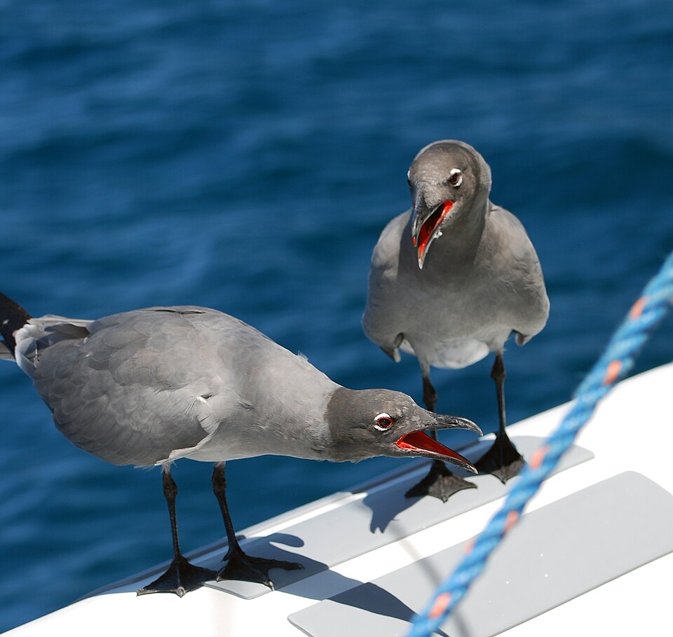 点击放大 岩鸥(Leucophaeus fuliginosus)