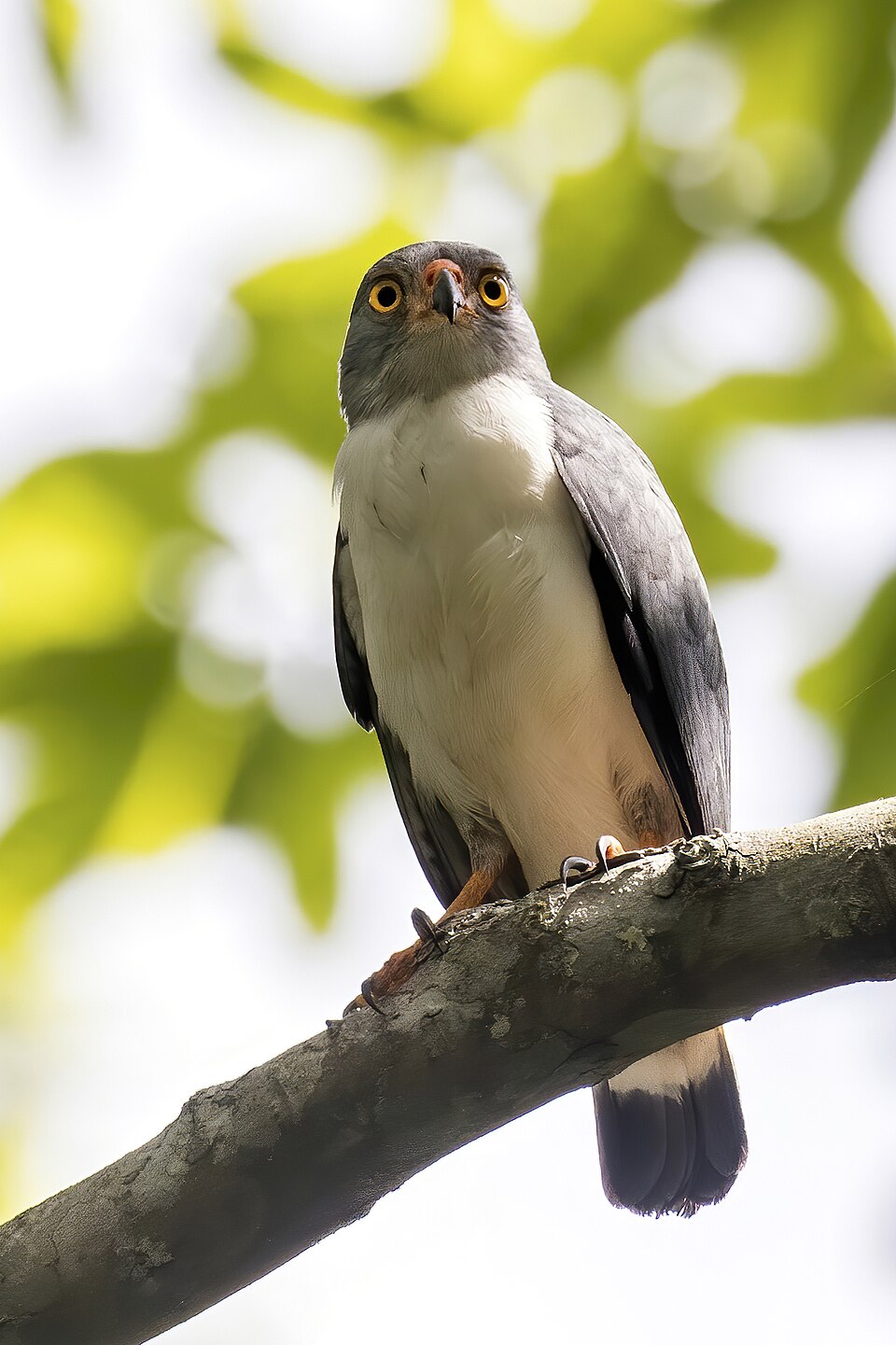 点击放大 淡灰南美鵟(Leucopternis semiplumbeus)