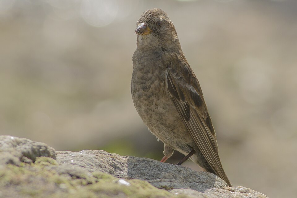 点击放大 林岭雀(Leucosticte nemoricola)