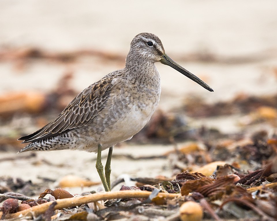 点击放大 长嘴半蹼鹬(Limnodromus scolopaceus)
