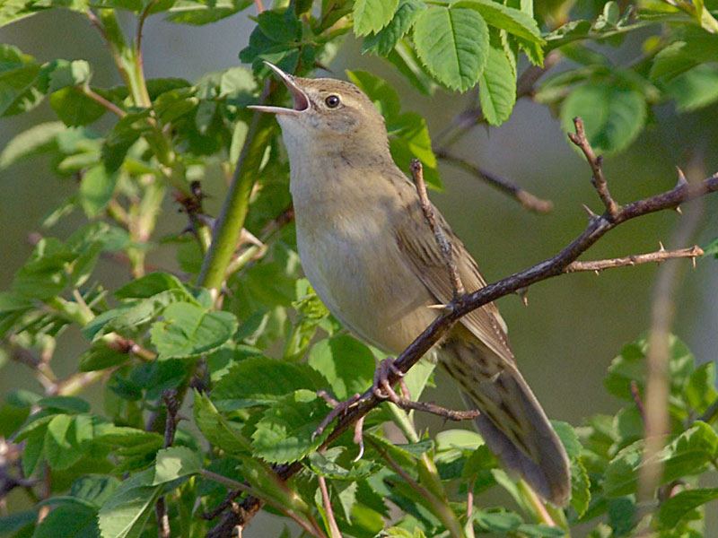 点击放大 黑斑蝗莺(Locustella naevia)