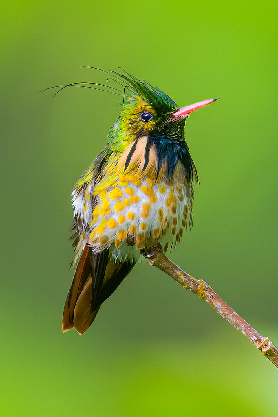 点击放大 黑冠蜂鸟(Lophornis helenae)