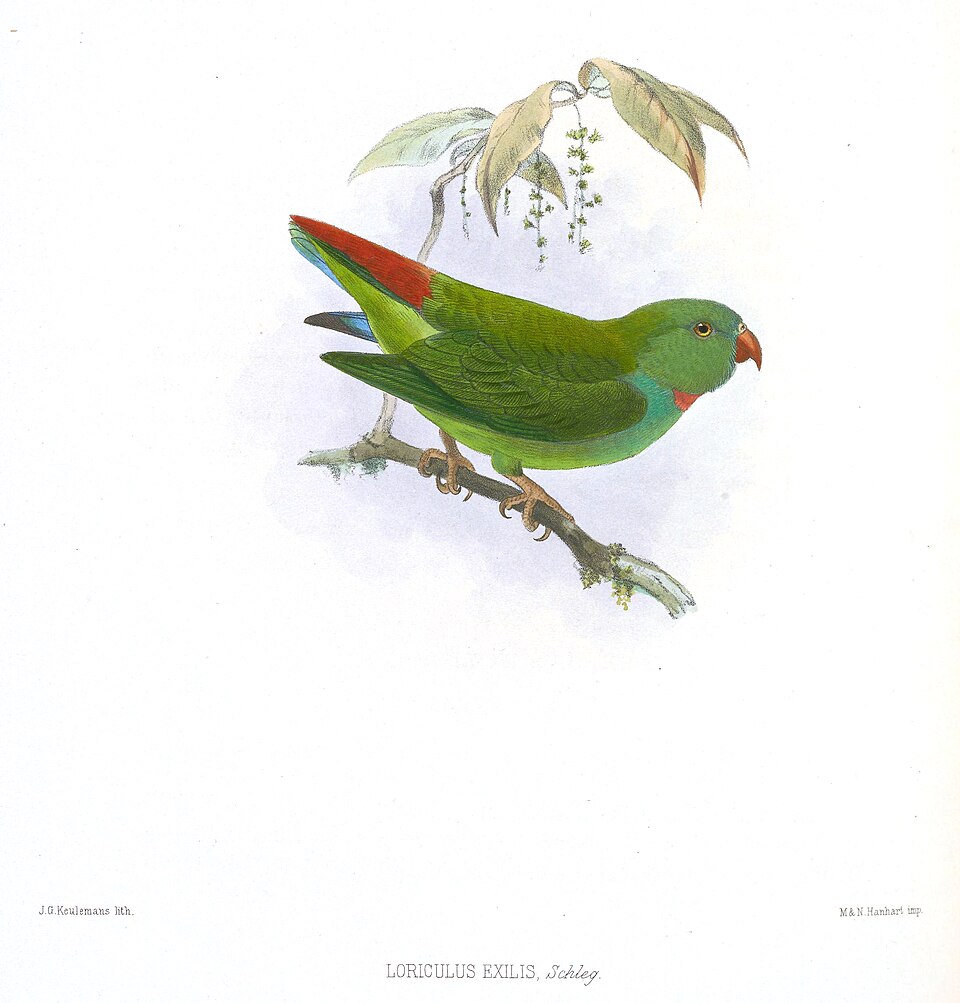 点击放大 绿短尾鹦鹉(Loriculus exilis)