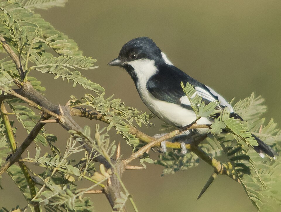 点击放大 白枕山雀(Machlolophus nuchalis)