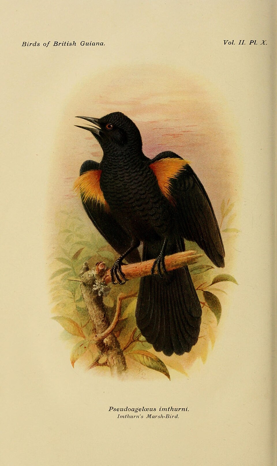 点击放大 金簇山拟鹩哥(Macroagelaius imthurni)
