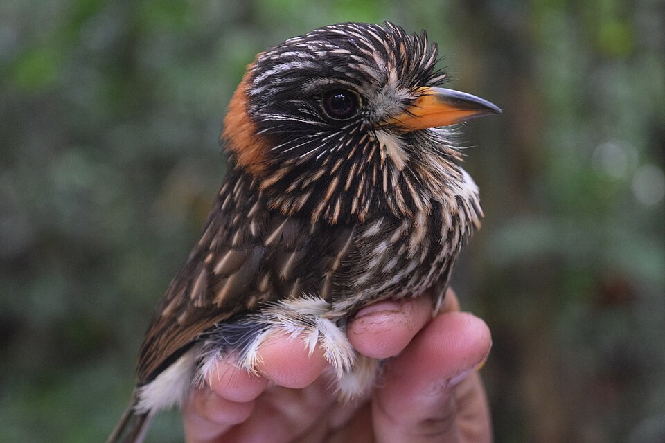 点击放大 半领蓬头䴕(Malacoptila semicincta)