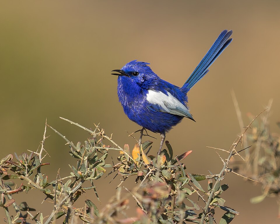 点击放大 蓝白细尾鹩莺(Malurus leucopterus)