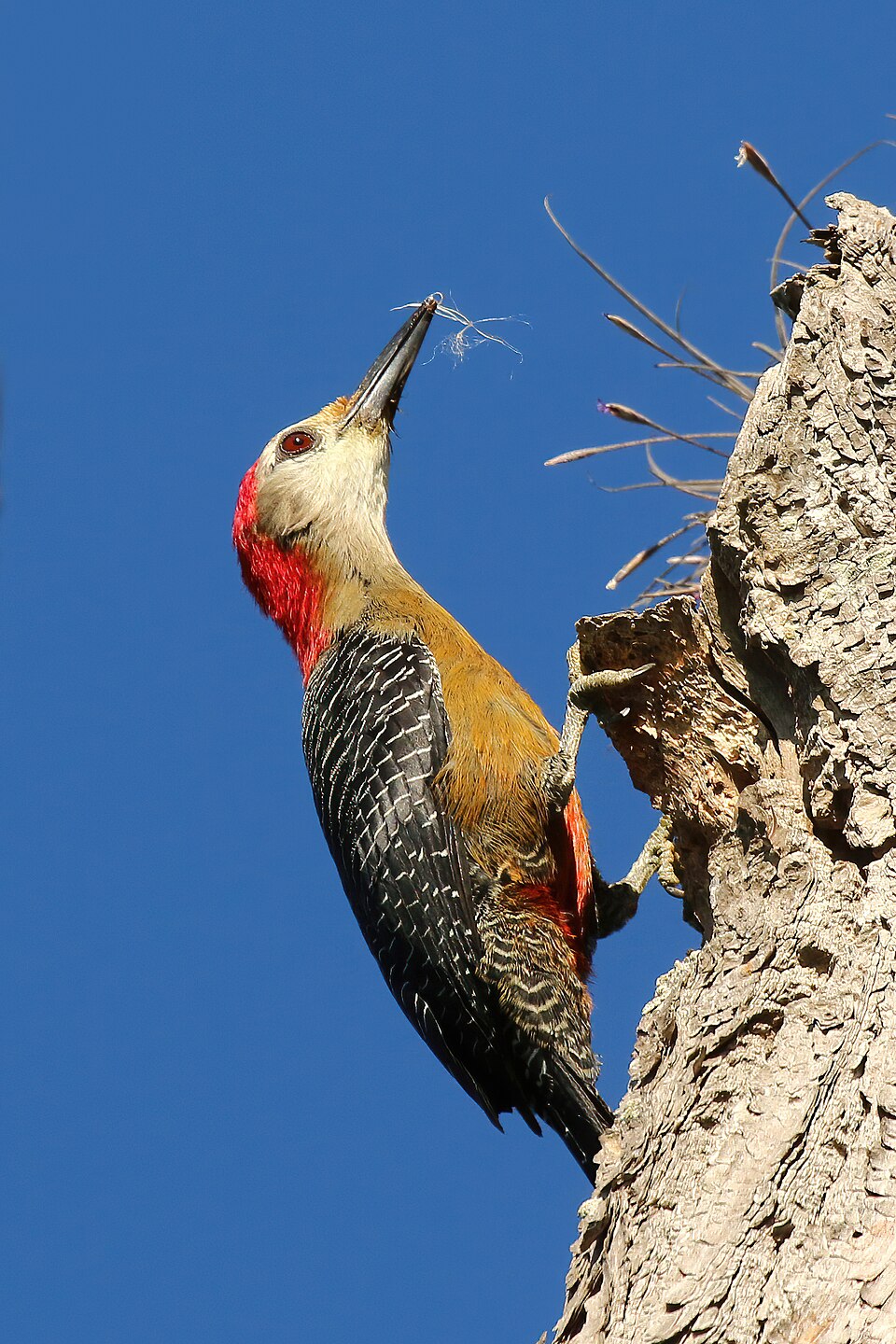 点击放大 牙买加啄木鸟(Melanerpes radiolatus)