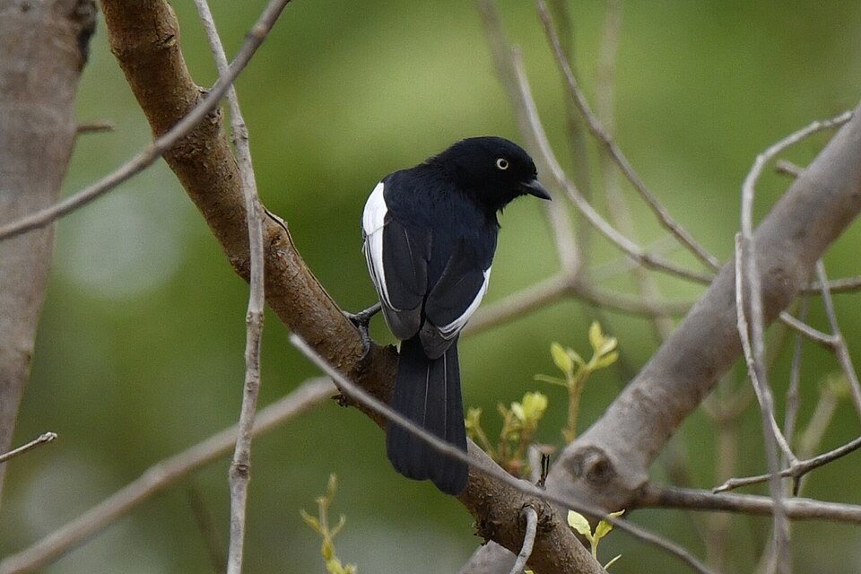 点击放大 白肩黑山雀(Melaniparus guineensis)