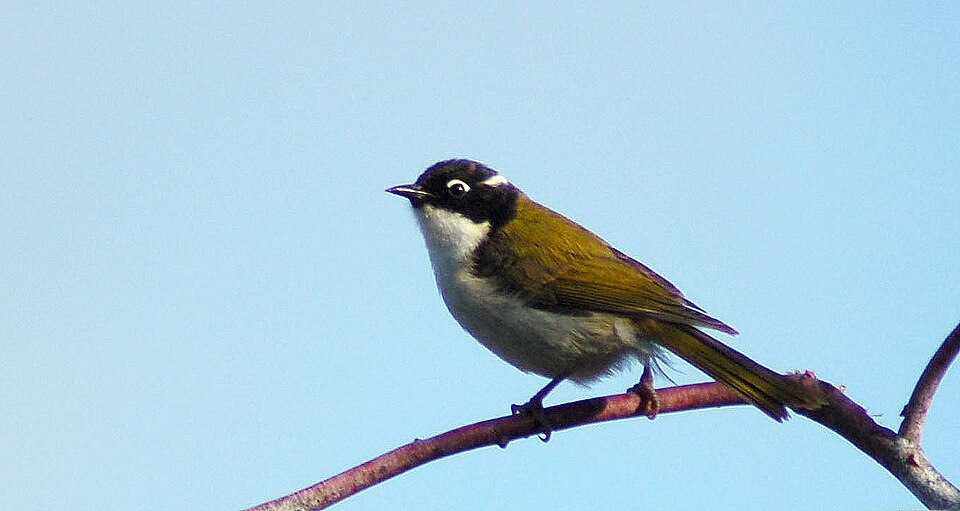点击放大 西白颈抚蜜鸟(Melithreptus chloropsis)