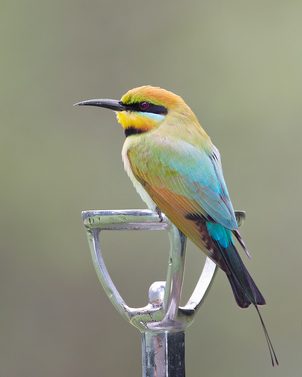 点击放大 彩虹蜂虎(Merops ornatus)