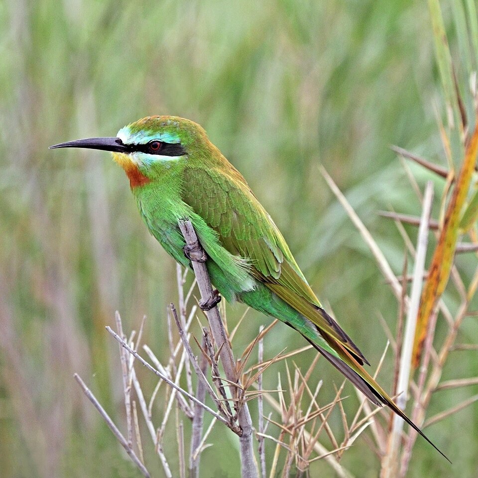 点击放大 蓝颊蜂虎(Merops persicus)