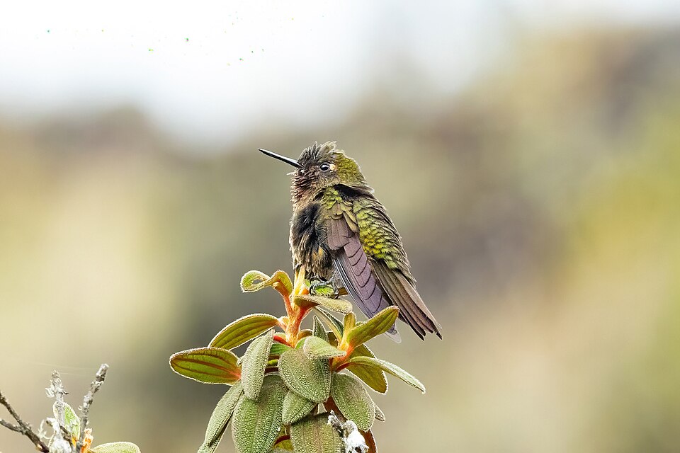 点击放大 涅比辉尾蜂鸟(Metallura odomae)