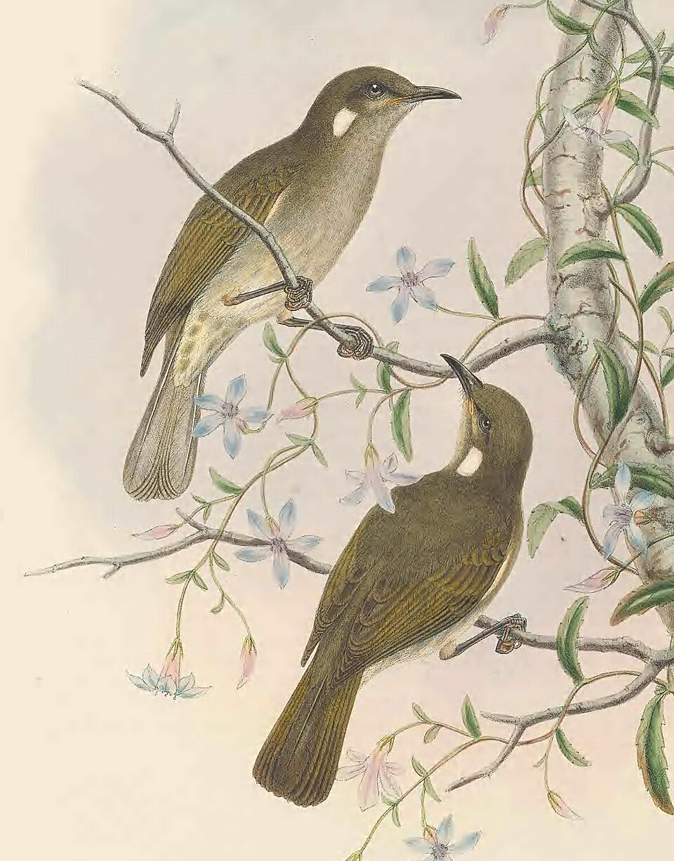 点击放大 灌丛吸蜜鸟(Microptilotis albonotatus)