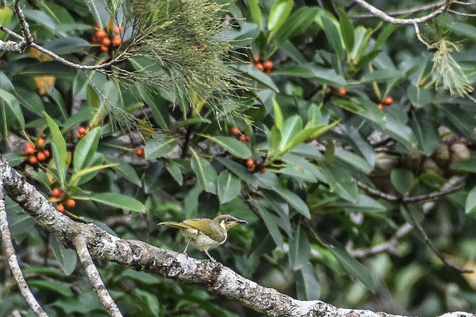 点击放大 华丽吸蜜鸟(Microptilotis cinereifrons)