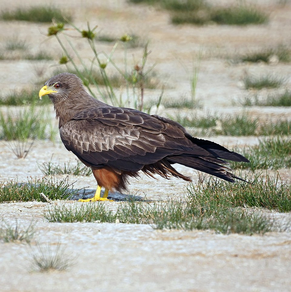 点击放大 黄嘴鸢(Milvus aegyptius)