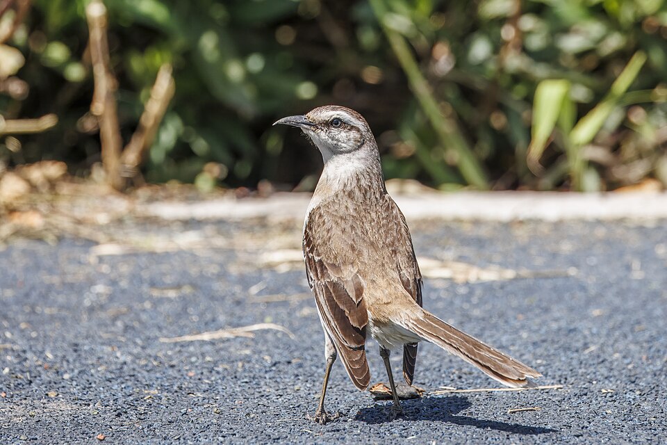 点击放大 淡褐小嘲鸫(Mimus saturninus)
