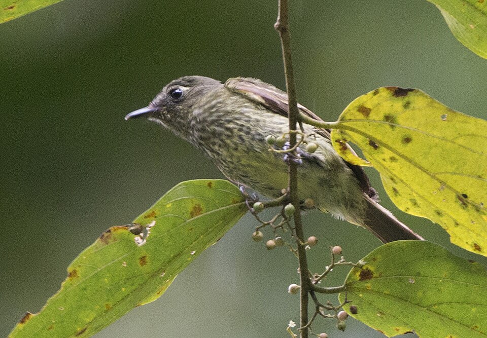 点击放大 橄榄绿纹霸鹟(Mionectes galbinus)