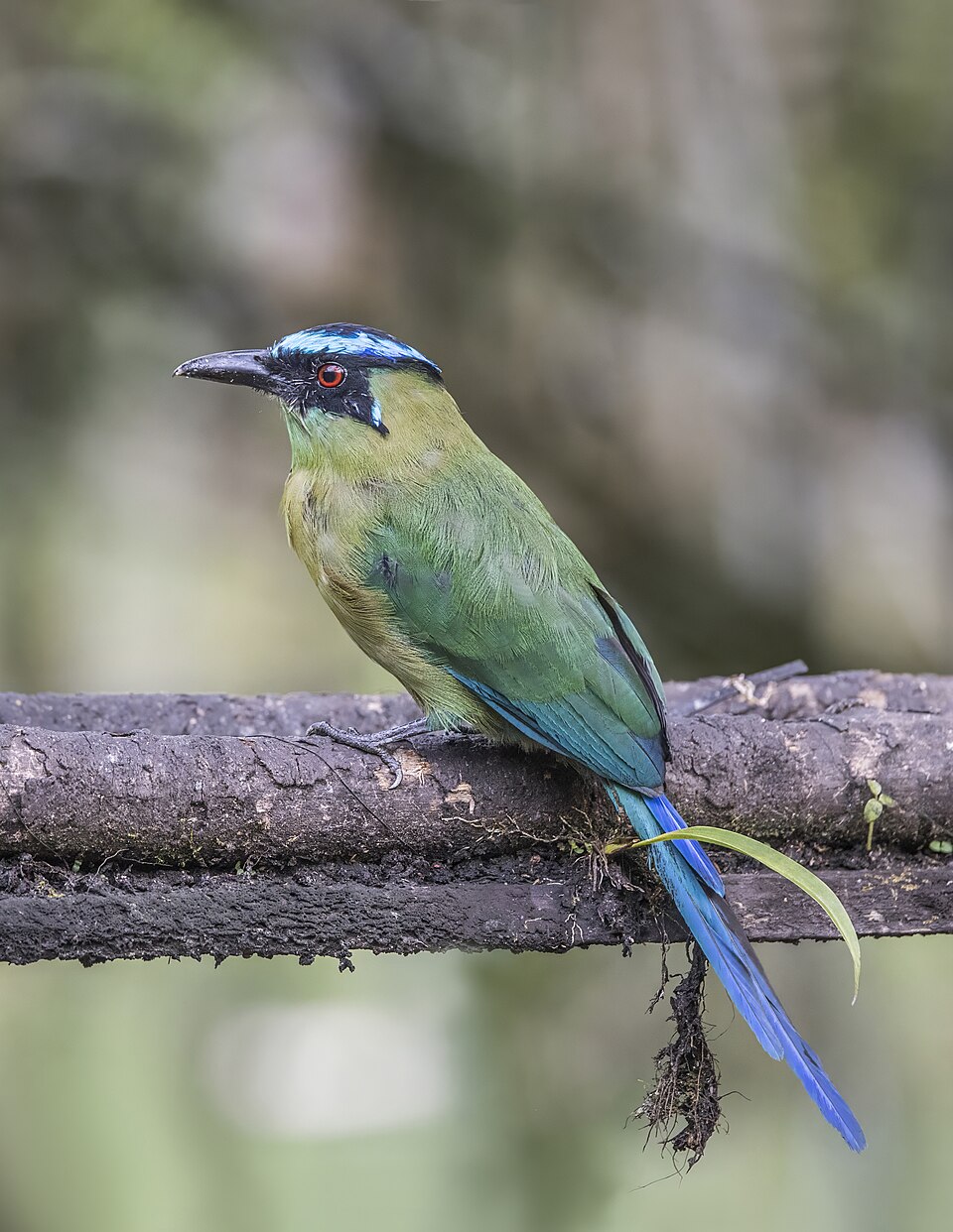 点击放大 高原翠鴗(Momotus aequatorialis)