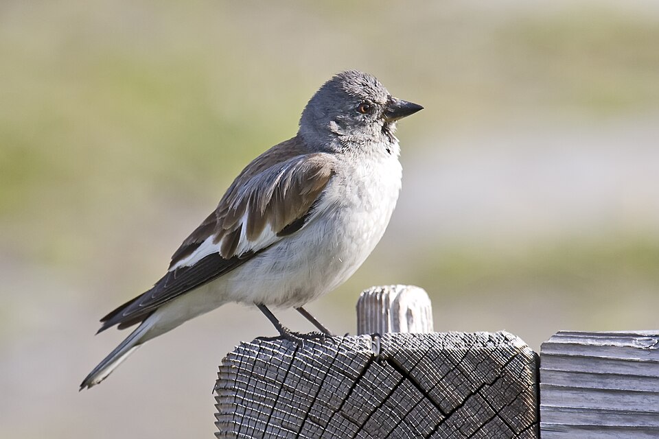 点击放大 白斑翅雪雀(Montifringilla nivalis)