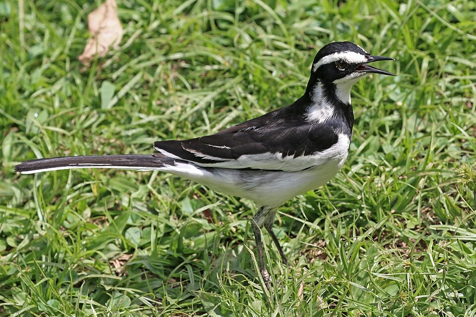 点击放大 非洲斑鹡鸰(Motacilla aguimp)