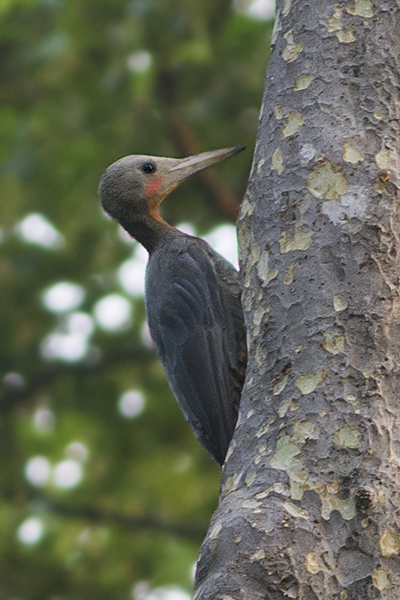 点击放大 大灰啄木鸟(Mulleripicus pulverulentus)