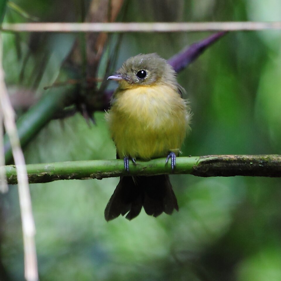 点击放大 黑尾黄腰霸鹟(Myiobius atricaudus)