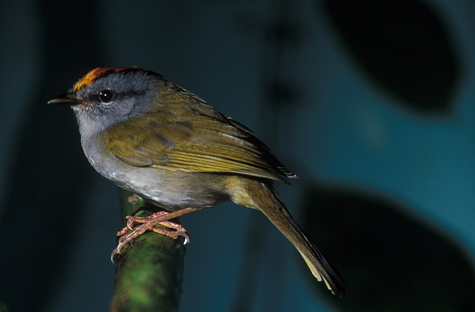 点击放大 褐冠王森莺(Myiothlypis coronata)