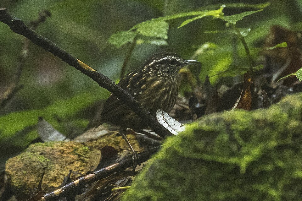 点击放大 纹胸鹪鹛(Napothera epilepidota)