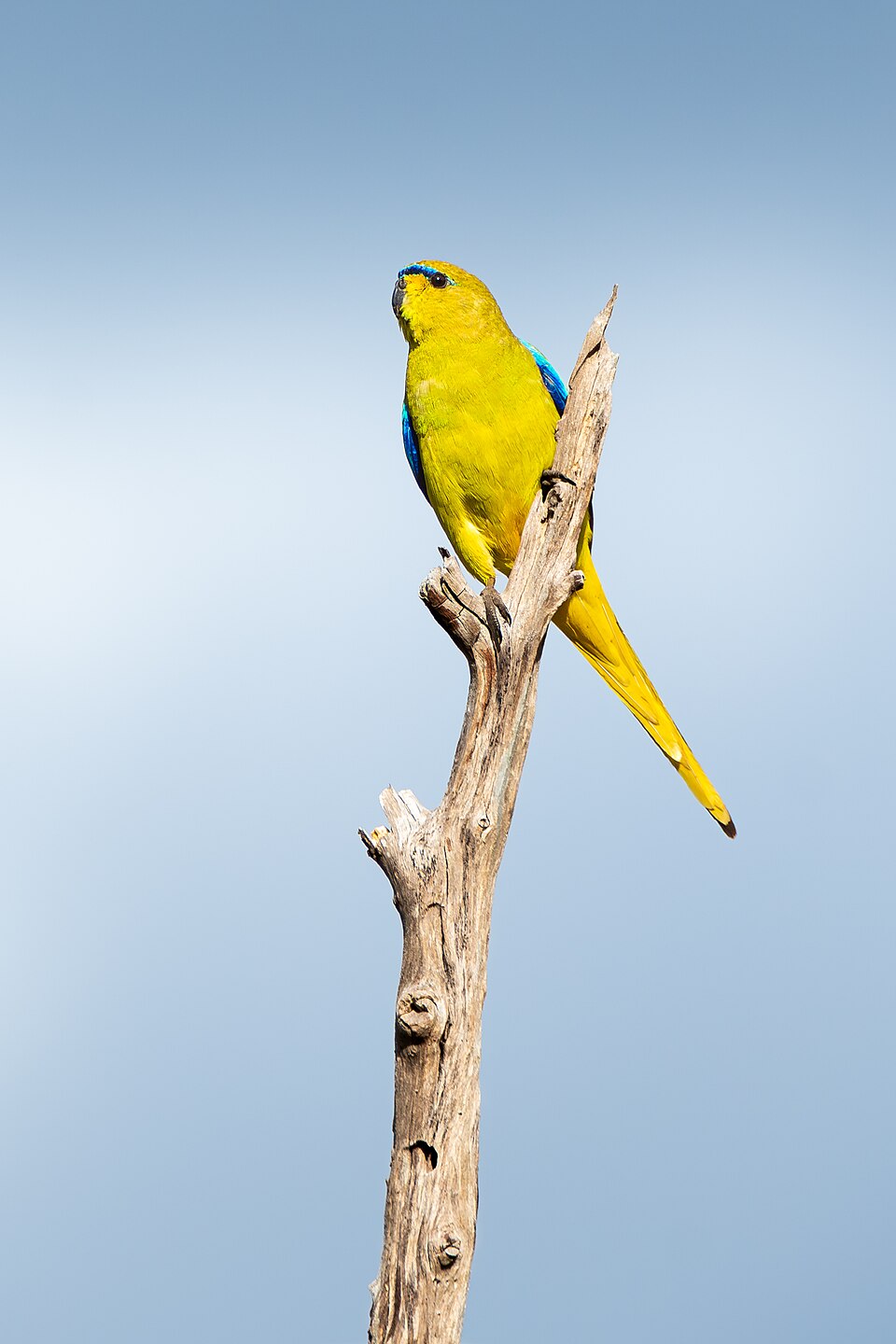 点击放大 蓝眉鹦鹉(Neophema elegans)