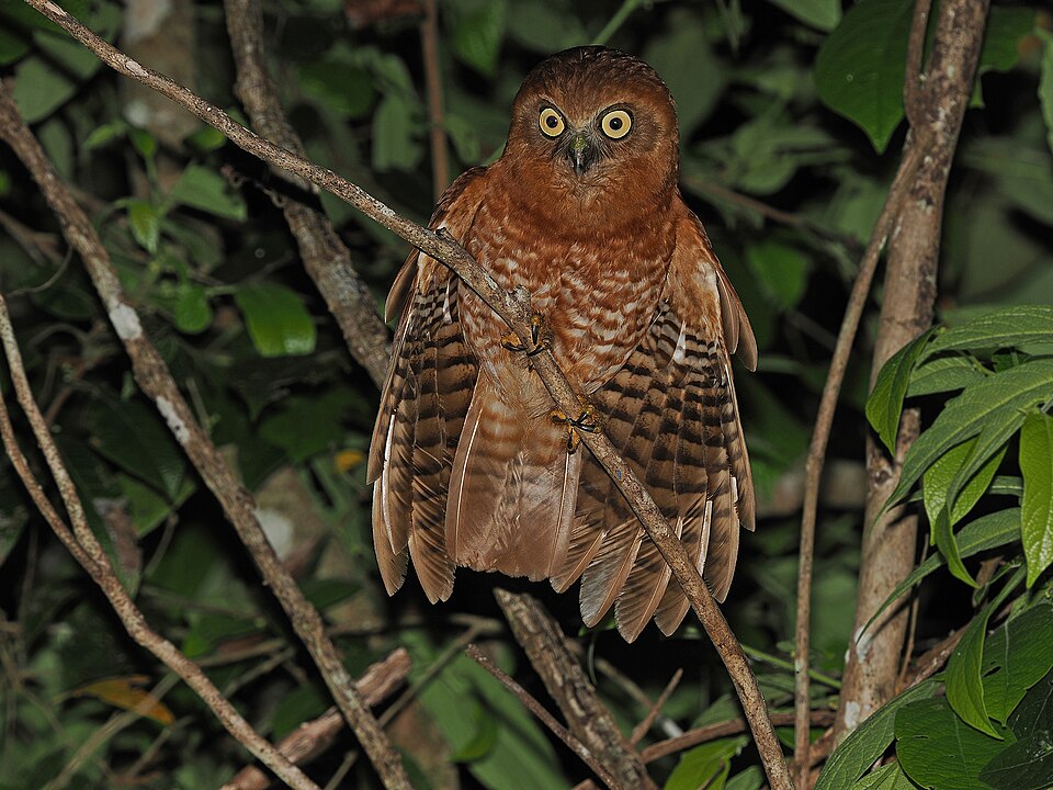 点击放大 塔宁巴鹰鸮(Ninox forbesi)