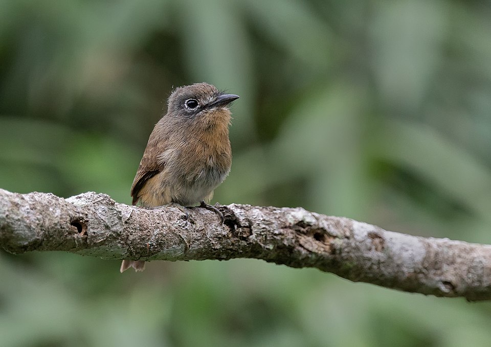 点击放大 锈胸小蓬头䴕(Nonnula rubecula)